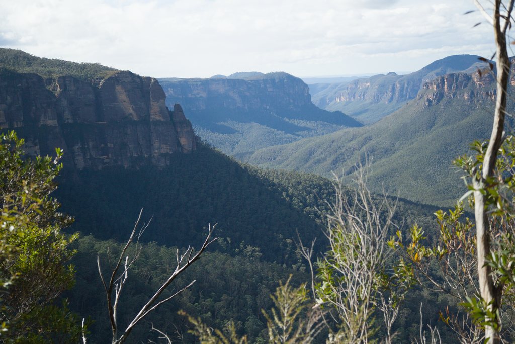 Vallée encaissée aux falaises de grès et versants boisés, branches d'eucalyptus au premier plan — raw file