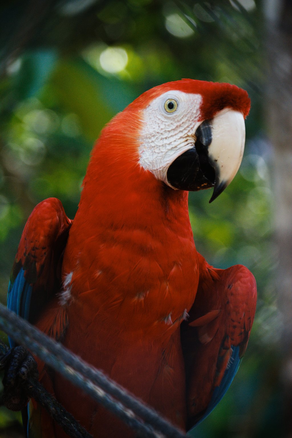 Gros plan d'un ara rouge au plumage écarlate, bec clair, sur fond de feuillage vert — neochrome version