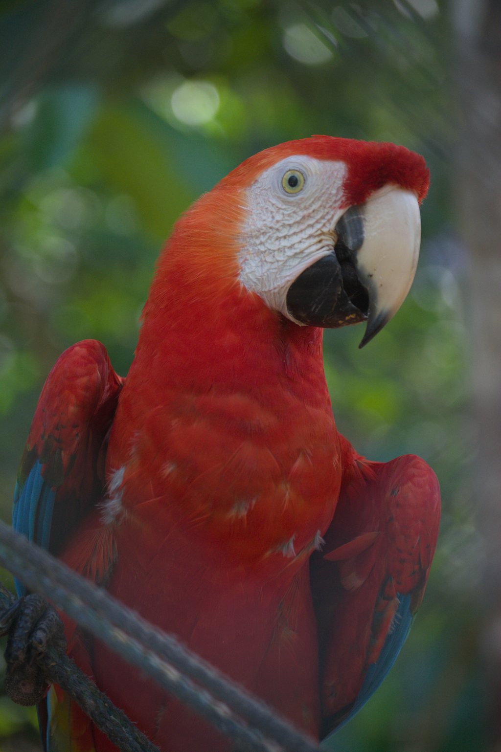 Gros plan d'un ara rouge au plumage écarlate, bec clair, sur fond de feuillage vert — raw file