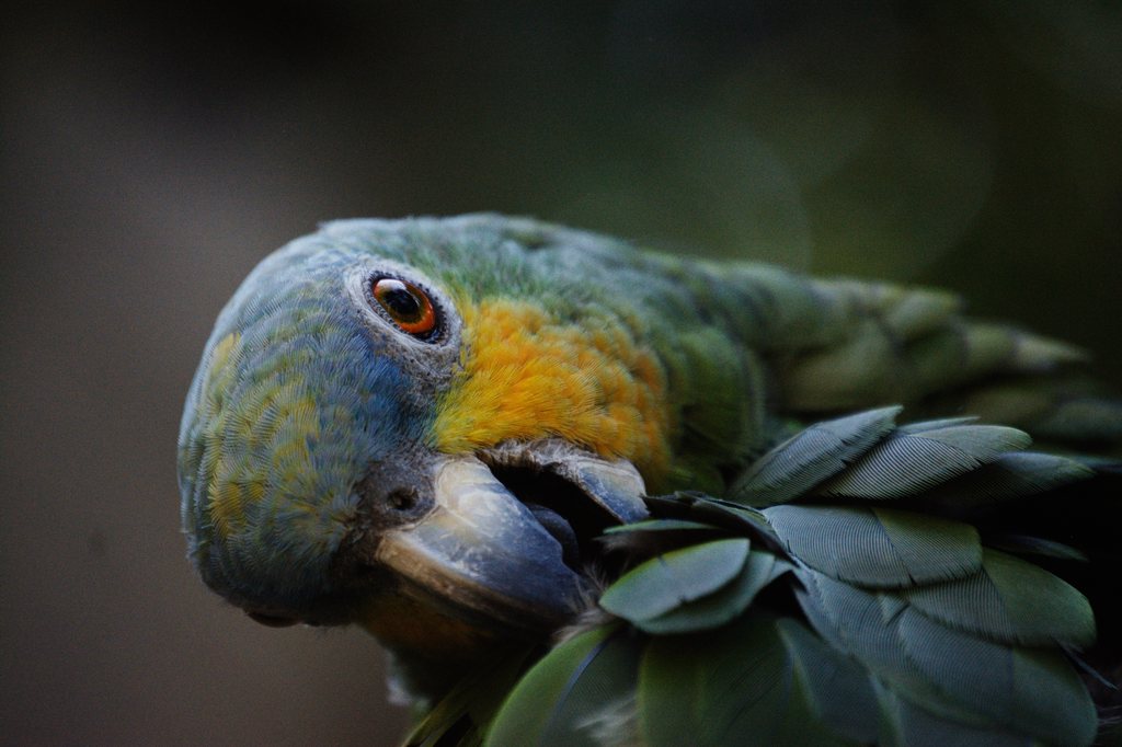 Gros plan d'un perroquet amazone au plumage vert, tête gris-bleu et joue jaune orangé, l'œil cerclé d'orange, se lissant les plumes du poitrail sur fond sombre — neochrome version
