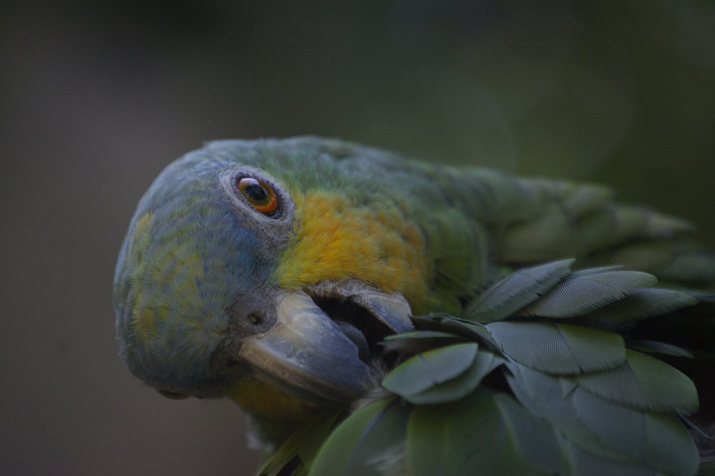 Gros plan d'un perroquet amazone au plumage vert, tête gris-bleu et joue jaune orangé, l'œil cerclé d'orange, se lissant les plumes du poitrail sur fond sombre — raw file